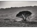 umbrella thorn acacia