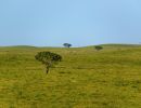 umbrella thorn acacia
