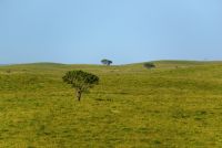 umbrella thorn acacia