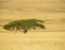 umbrella thorn acacia1