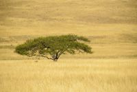 umbrella thorn acacia1