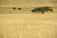umbrella thorn acacia2