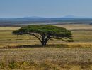umbrella thorn acacia3