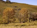 white poplar