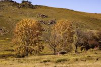 white poplar