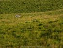 wildlife zebra on grass 20210801