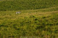 wildlife zebra on grass 20210801
