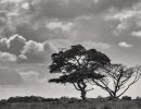 winter thorn