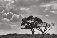 winter thorn