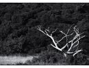 wood skeleton