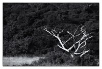 wood skeleton