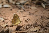 acraea butterfly