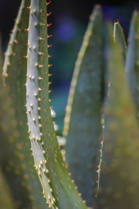 aloe vera