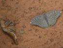 blue butterfly