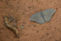 blue butterfly