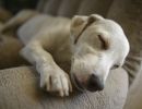 dog1