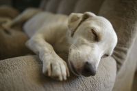 dog1