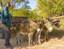 donkey cart