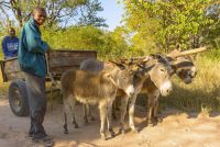 donkey cart