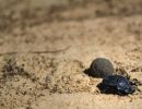 dung beetle