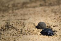 dung beetle