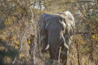 elephant