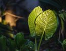 elephant ear plan