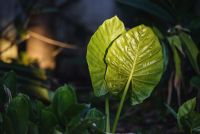 elephant ear plan