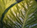 elephant ear plan1