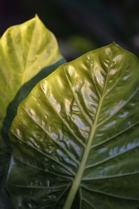 elephant ear plan1