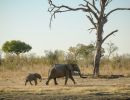 elephants   mother with kid