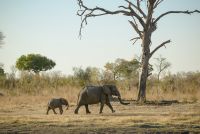 elephants   mother with kid