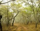 fogy bush