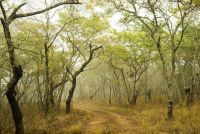 fogy bush