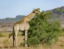 giraffe