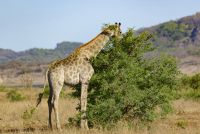 giraffe