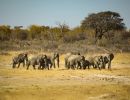 herd of elephants