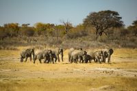 herd of elephants