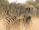 hidden zebras