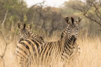 hidden zebras
