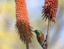 humming bird