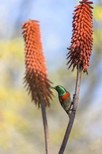 humming bird