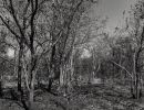 landscape skull 20210801