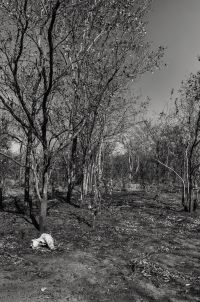 landscape skull 20210801