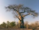 nature baobab 20210801