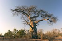 nature baobab 20210801