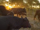 nature cattle 20210801