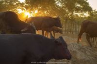 nature cattle 20210801
