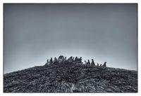 pigeons