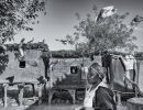 reportage tauben 20210801